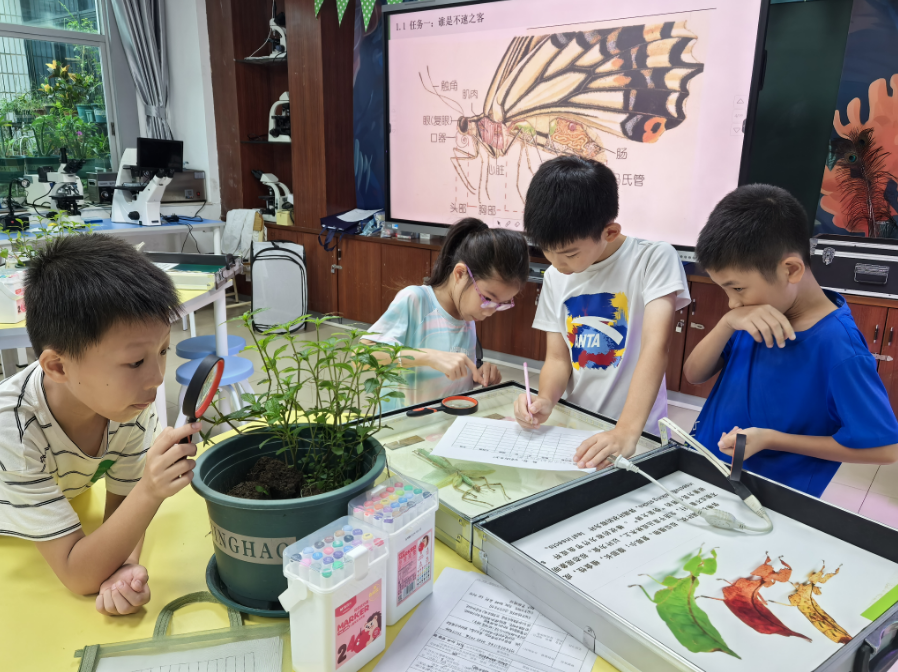 昆虫界的伪装大师——竹节虫